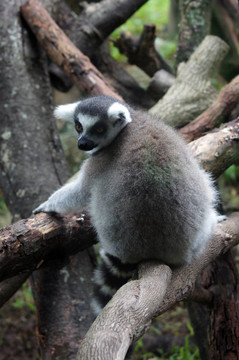 Lemur kata（Lemur catta）