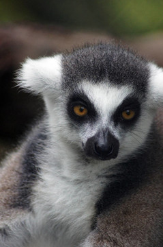 Lemur kata（Lemur catta）