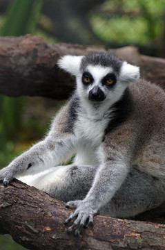 Lemur kata（Lemur catta）
