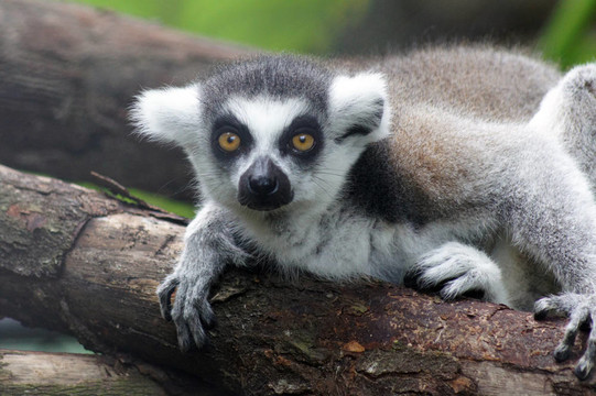 Lemur kata（Lemur catta）