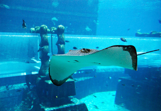 瑞在亞特蘭蒂斯棕櫚水上樂園水族館；迪拜；UAE