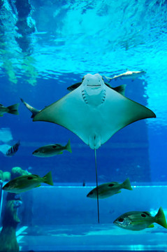 在亞特蘭蒂斯棕櫚酒店waterpar水族館Smiley Ray