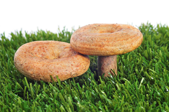 rovellons；典型的西班牙秋天的蘑菇