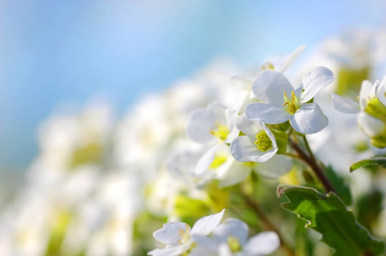 春天的花朵
