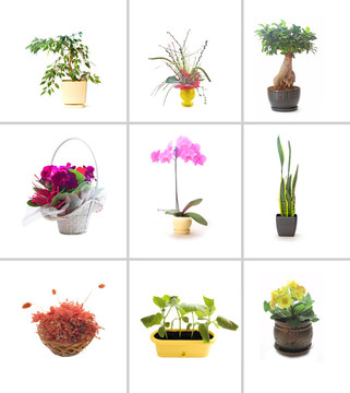 采集鮮花