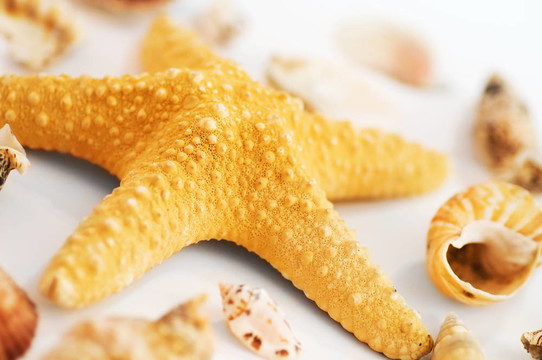 海星和貝殼