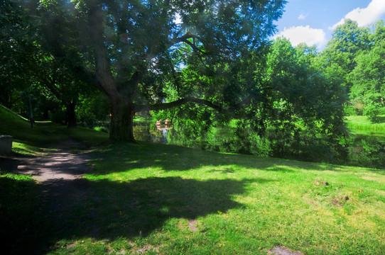 夏天的綠色公園
