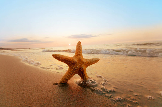 在陽光明媚的夏日海灘上的海星。