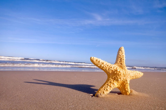 夏日海灘上的海星