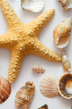 海星和貝殼