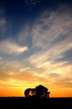 夕陽(yáng)和樹木