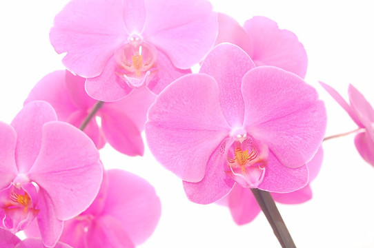 蘭花孤立