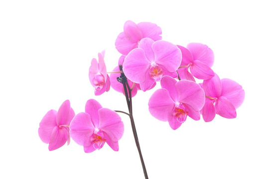 蘭花孤立