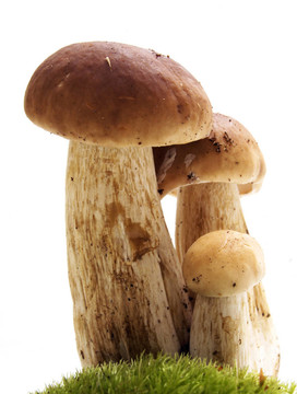 白蘑菇頭