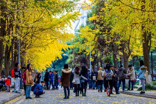 銀杏