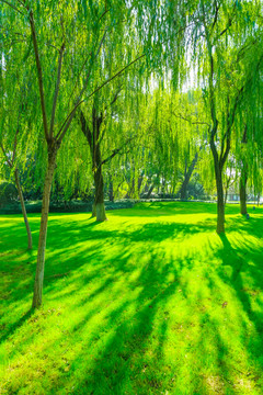 樹林草地