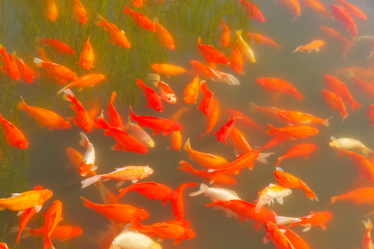 鯉魚(yú)