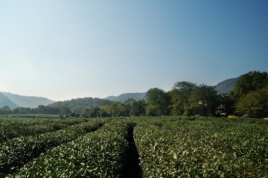 茶園