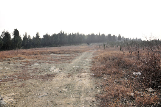 田野  土地  農(nóng)田