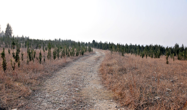 農(nóng)田道路