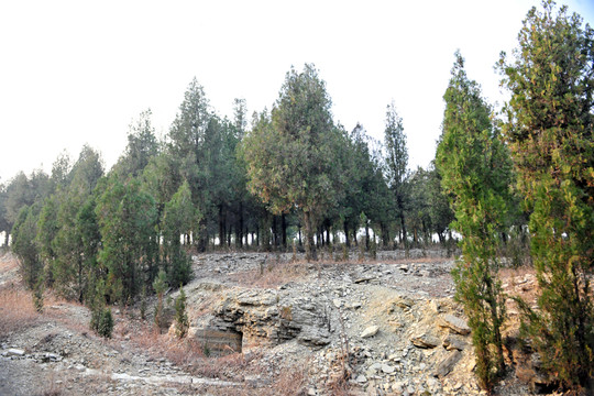 松樹林   山林