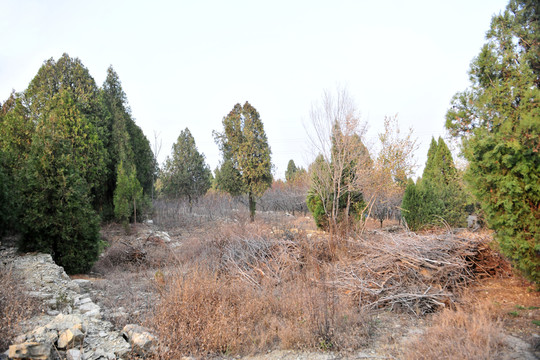 田野  樹木