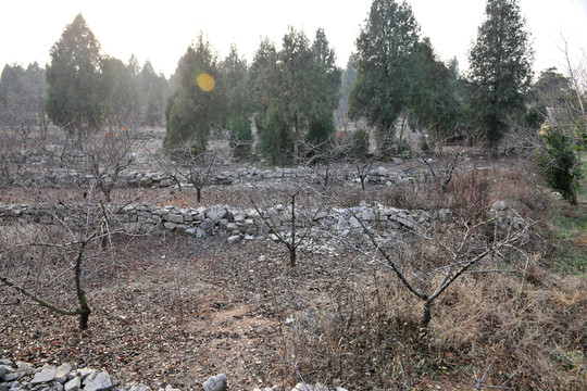 果園  田園