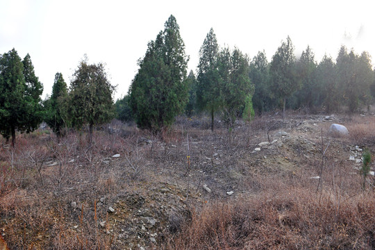 田野  樹林