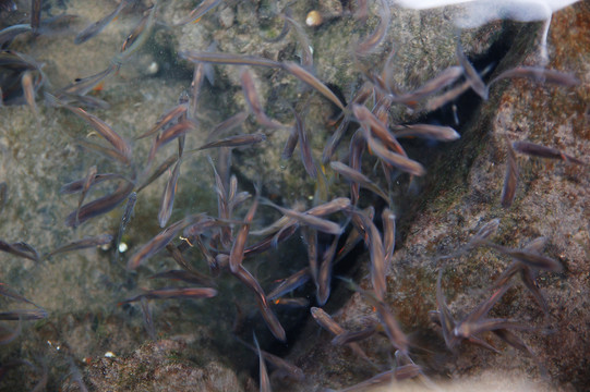 小魚(yú) 野魚(yú)