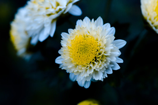 雛菊