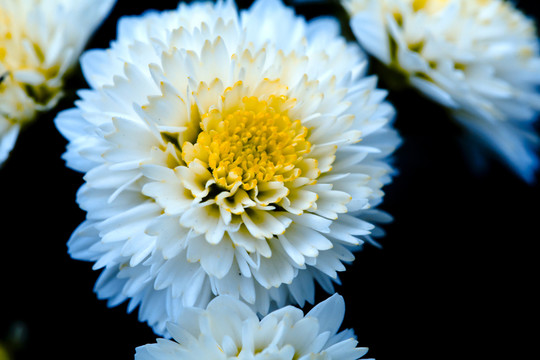 雛菊