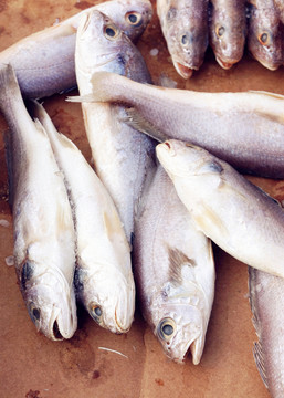 鯽魚