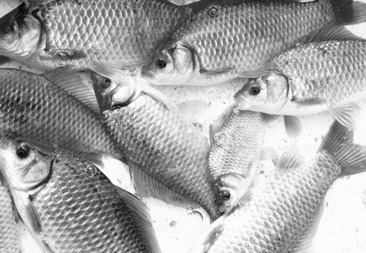 活鯽魚