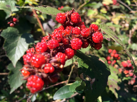 野紅莓