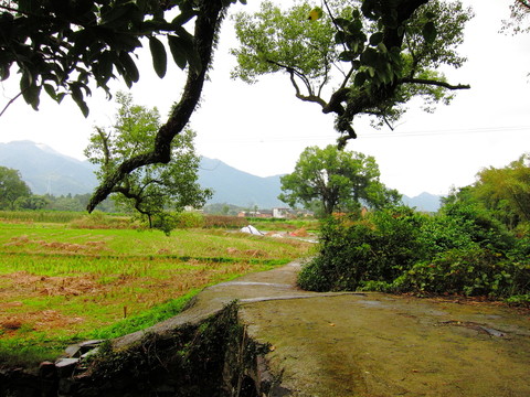 田園