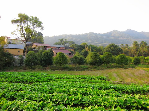 山村