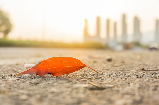 紅葉