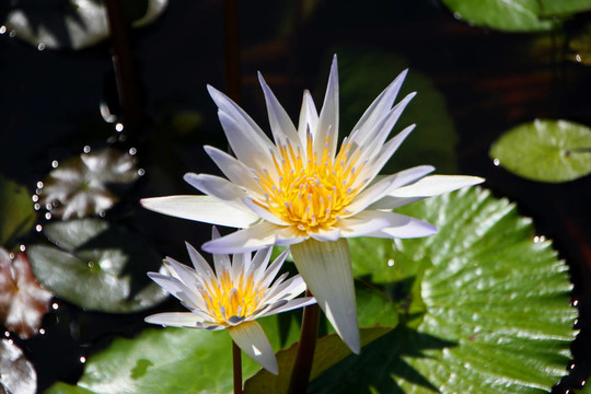 水百合