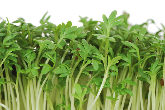 孤立獨(dú)行菜芽