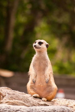 meercat坐看，看