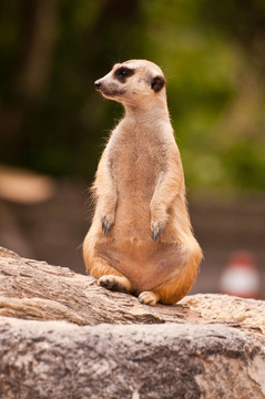 meercat坐看，看