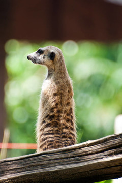 meercat坐看，看