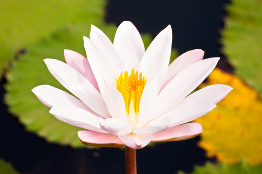 蓮花