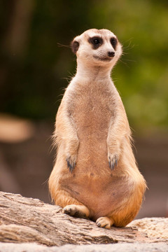meercat坐看，看