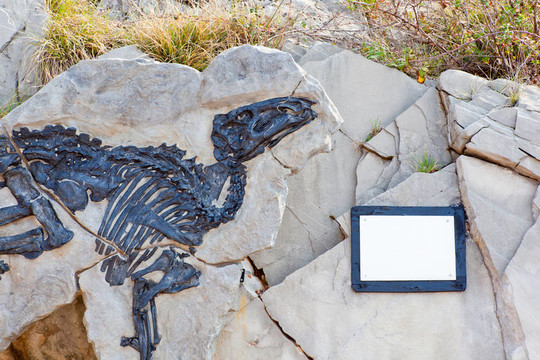 dinosauro安東尼奧；Tethyshadros insularis