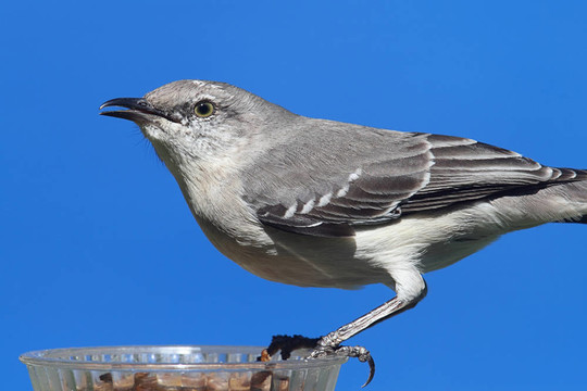 北鳥(niǎo)（Mimus polyglottos）在飼養(yǎng)