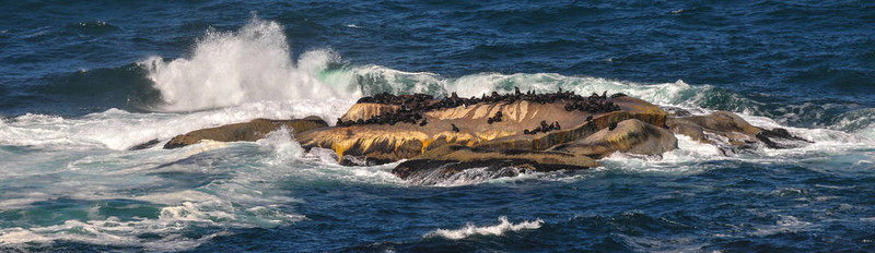 海浪沖擊著Cape Fur Seals