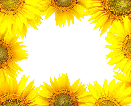 白色葵花架