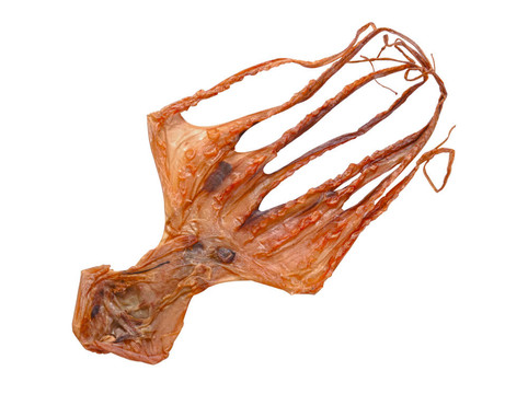 白色干章魚的分離
