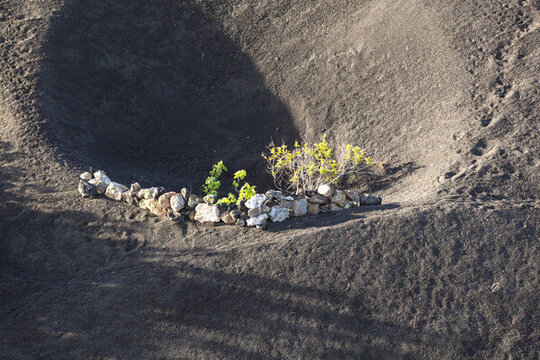 在蘭薩羅特島島上的火山土壤中生長的葡萄園；